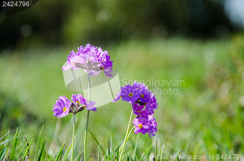 Image of Primula wildflower closeup