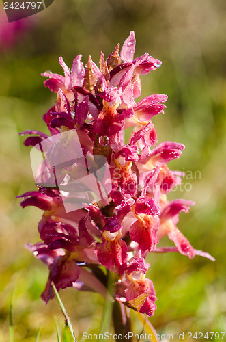 Image of Wild orchid loseup