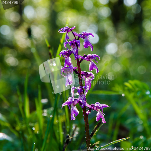 Image of Bright orchid