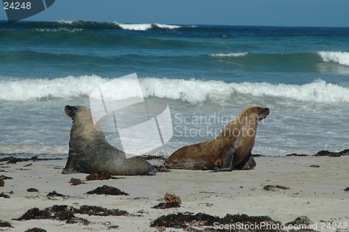 Image of Australian sea lions
