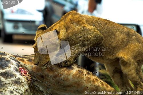 Image of Hungry Cub