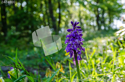 Image of Forest beauty