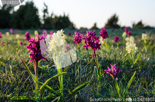 Image of Orchids in morning sun