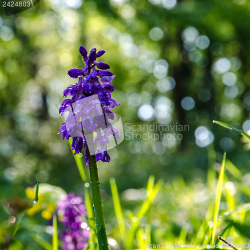 Image of Springtime morning