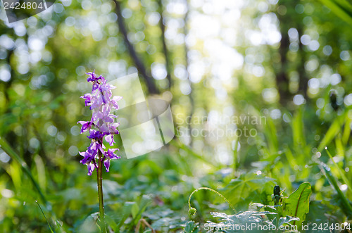 Image of Morning light