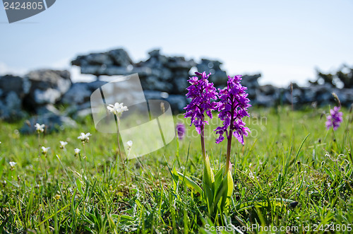 Image of Orchids closeup