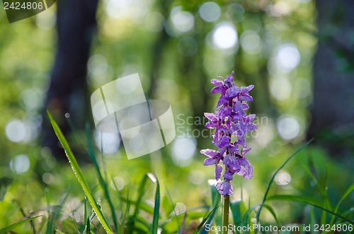 Image of Flower in morninglight