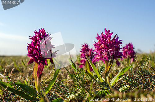 Image of Among purple flowers