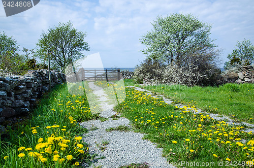 Image of Dandelion  road