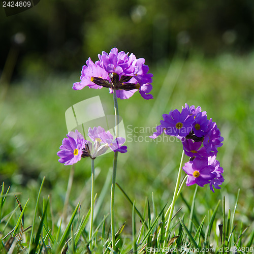 Image of Pink flowers