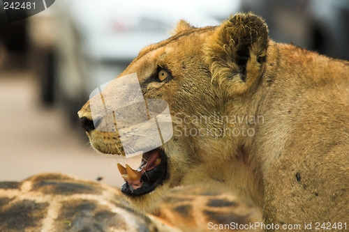 Image of angry lioness