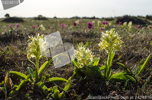 Image of Yellow wildflowers