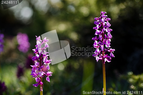 Image of Early purple wild flower