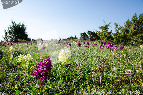 Image of Wild orchids field