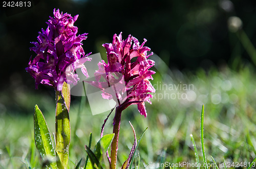 Image of Dew drops on purple beauties