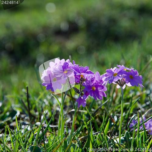 Image of Pink primula