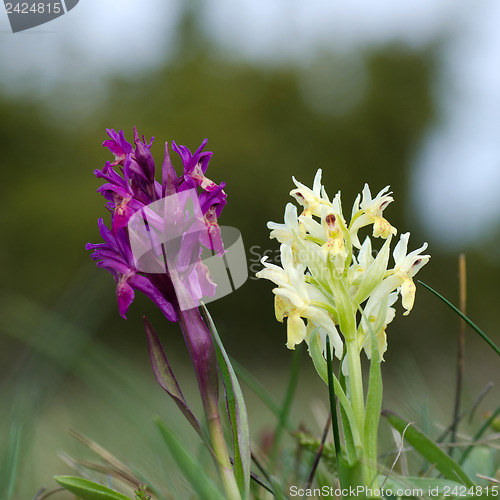 Image of Pair of wild orchids