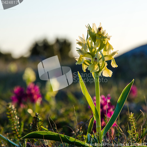 Image of Yellow morning beauty