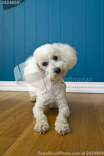 Image of Curious Poodle