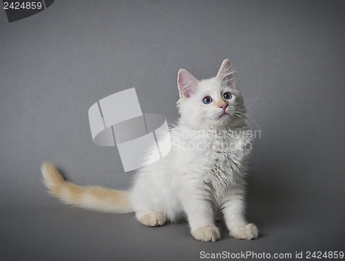 Image of Ragdoll kitten