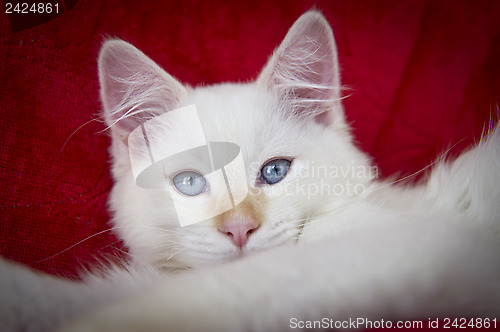 Image of Ragdoll Cat