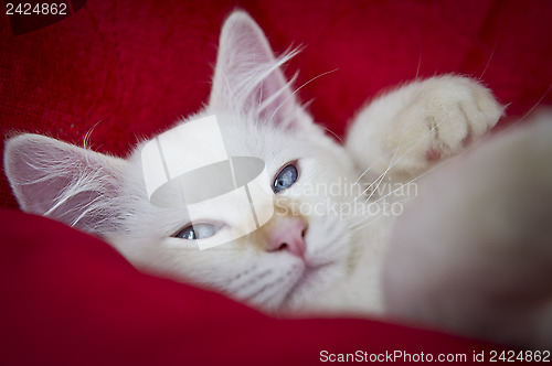Image of Sleepy Ragdoll cat