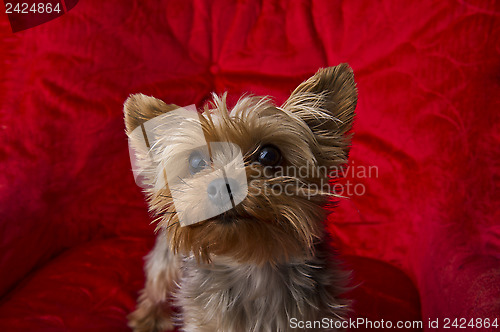 Image of A Cute Yorkie