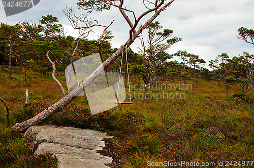 Image of Playground in forest