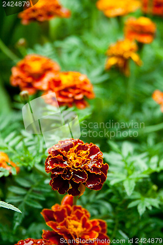 Image of orange marigold flowers