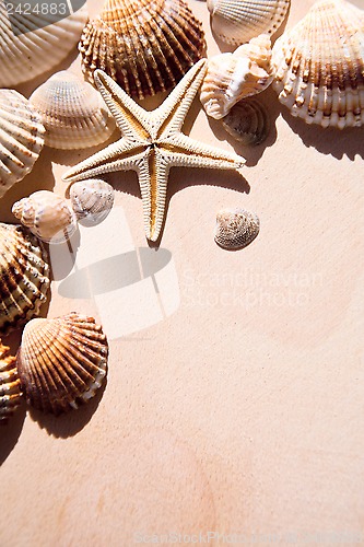 Image of sea shells and star closeup