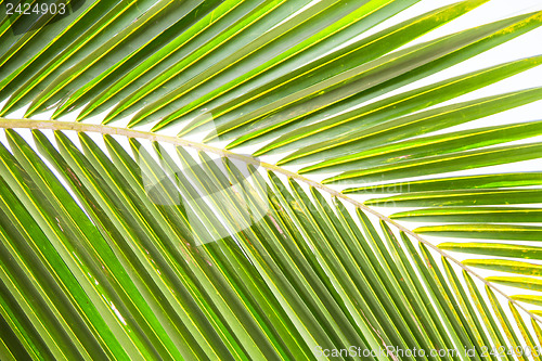 Image of Abstract green leaves background