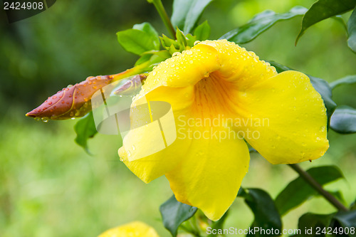 Image of Allamanda , Golden Trumpet