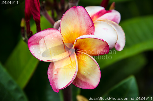 Image of frangipani flower or Leelawadee flower on the tree.