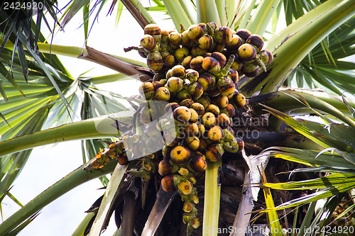 Image of Asian Palmyra palm, Toddy palm, Sugar palm and Cambodian palm on