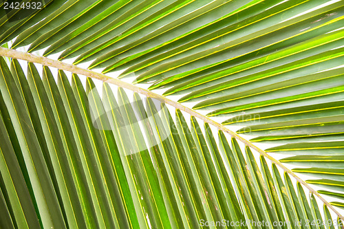 Image of Abstract green leaves background