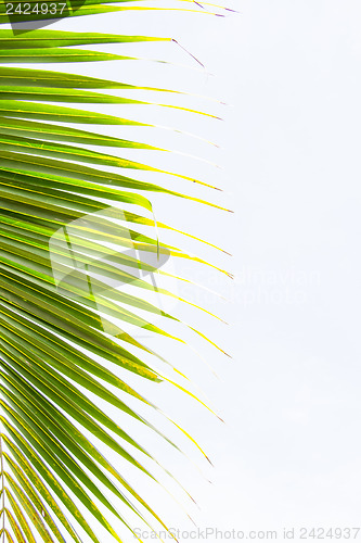 Image of Abstract green leaves background