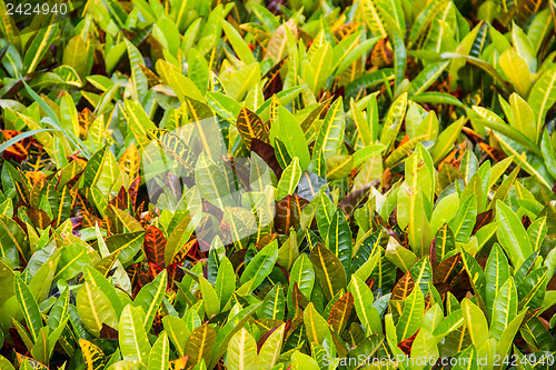 Image of Croton background