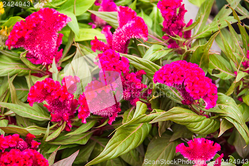 Image of plumed cockscomb flower, closeup