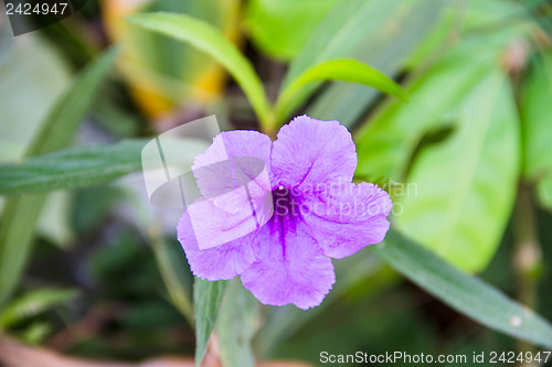 Image of Ruellia tuberosa flower blooming