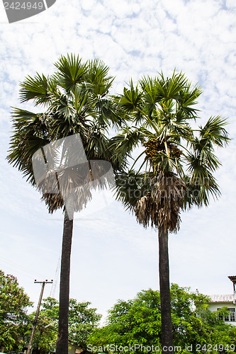 Image of Two palm trees with a field of rice farmers in Thailand