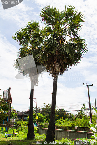 Image of Two palm trees with a field of rice farmers in Thailand