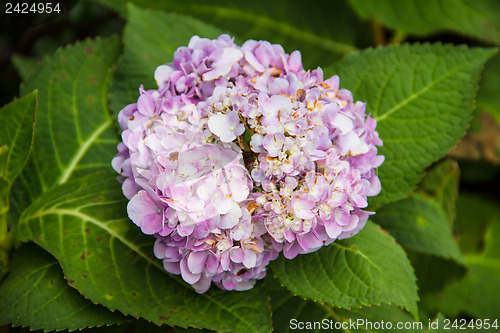 Image of Beautiful hydranges in the garden