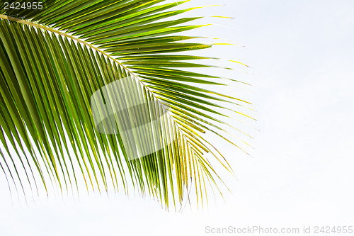 Image of Abstract green leaves background