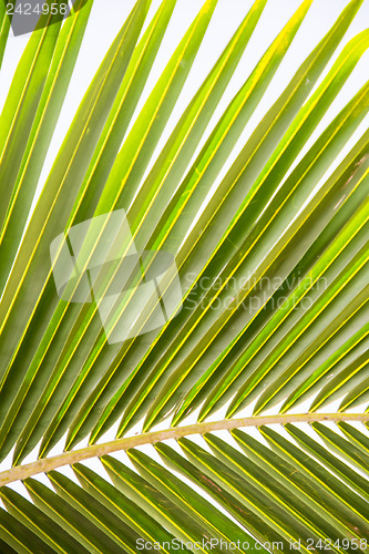 Image of Abstract green leaves background