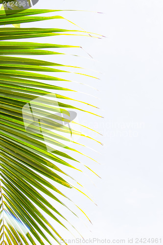 Image of Abstract green leaves background