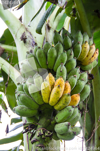 Image of Bunch of ripening bananas on tree