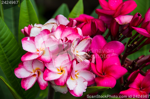 Image of frangipani flower or Leelawadee flower on the tree.