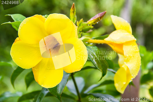 Image of Allamanda , Golden Trumpet