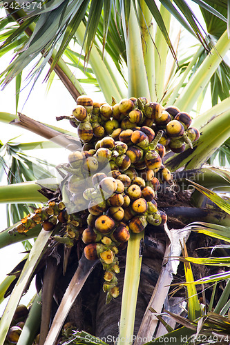 Image of Asian Palmyra palm, Toddy palm, Sugar palm and Cambodian palm on