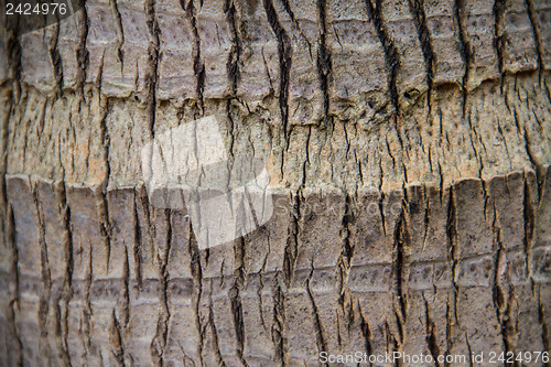 Image of coco palm detail bark